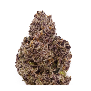BLACK SCOTTI | HYBRID