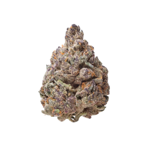 BOSTON CREAM PIE | HYBRID