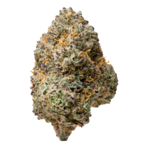 Biscotti X Gelato | HYBRID