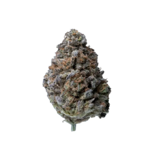 Blueberry Muffin | HYBRID