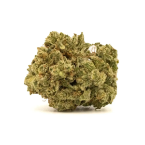GODZILLA | INDICA