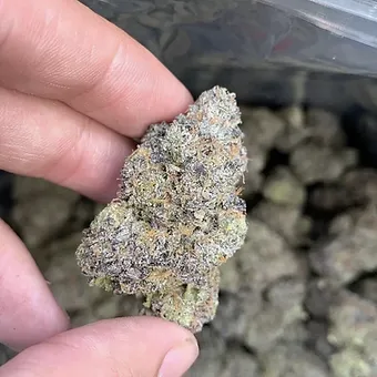 Gelato Runtz