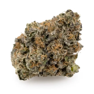PURPLE OCTANE | INDICA
