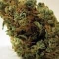 Sour Venom