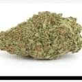 South Africa Durban Poison