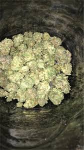 Pink Bubba